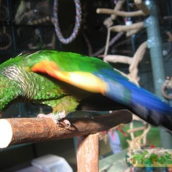 Pyrrhura egregia