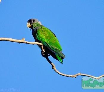 Pionus maximiliani