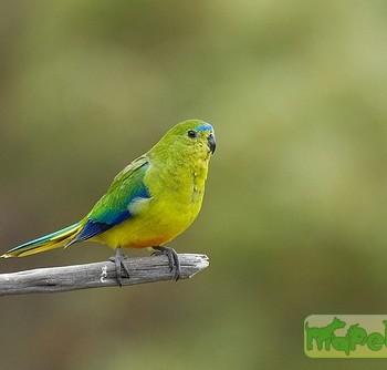 Neophema chrysogaster