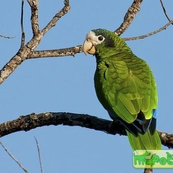 Amazona ventralis