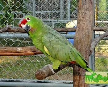 Amazona tucumana