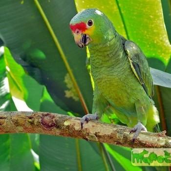 Amazona autumnalis
