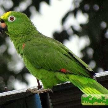 Amazona ochracephala
