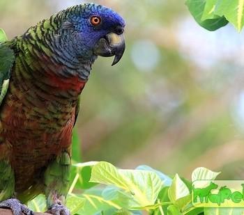 Amazona versicolor