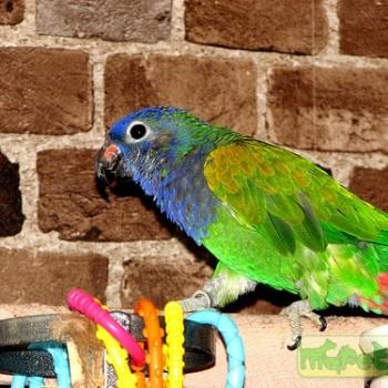 Pionus menstruus