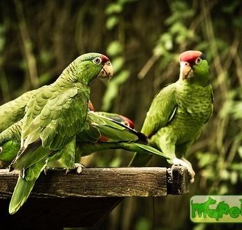 Amazona viridigenalis