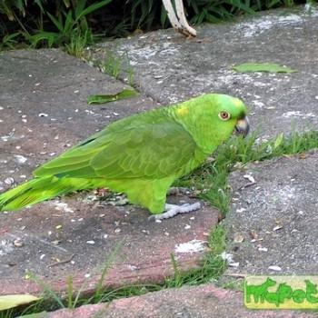Amazona auropalliata