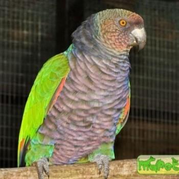 Amazona imperialis