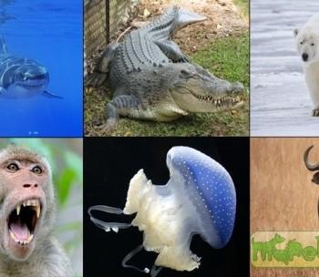 10 самых опасных животных мира
