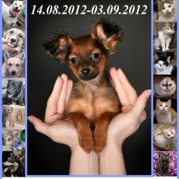 Благотворительный аукцион «ДОБРЫЕ РУКИ» в помощь бездомным животным!