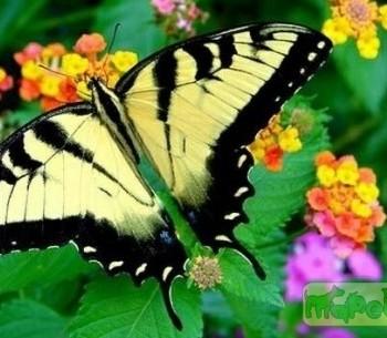10 самых удивительных бабочек