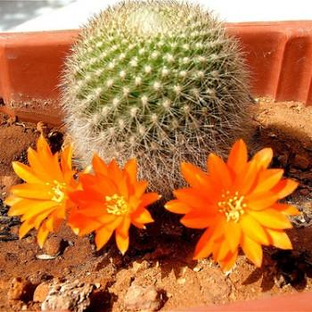 Acanthocalycium ferrarii