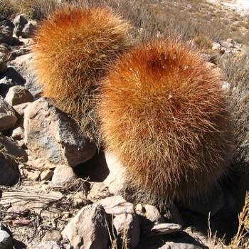 Acanthocalycium formosum