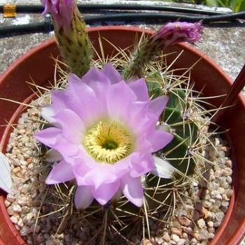 Acanthocalycium violaceum