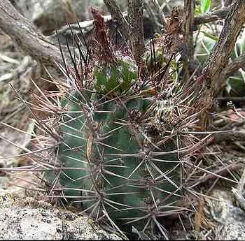 Acanthocalycium andreaeanum
