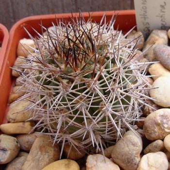 Acanthocalycium brevispinum