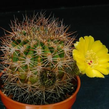 Acanthocalycium thionanthum
