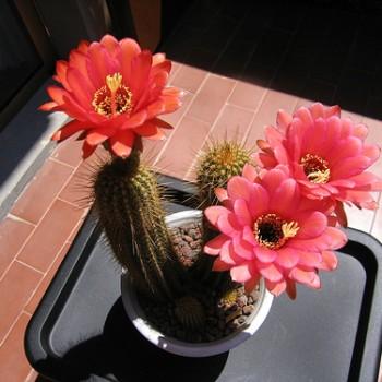 Acanthocalycium hyalacanthum