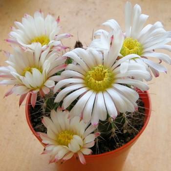 Acanthocalycium klimpelianum