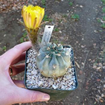 Acanthocalycium glaucum