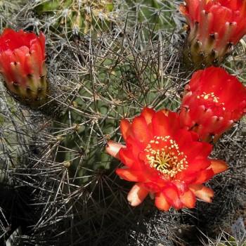 Acanthocalycium variiflorum