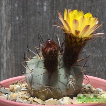 Acanthocalycium aurantiacum