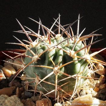 Acanthocalycium griseum