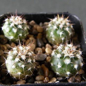 Acanthocalycium chionanthum