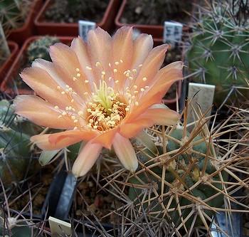 Acanthocalycium catamarcense
