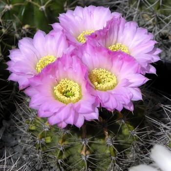 Acanthocalycium spiniflorum
