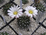 Acanthocalycium peitscherianum