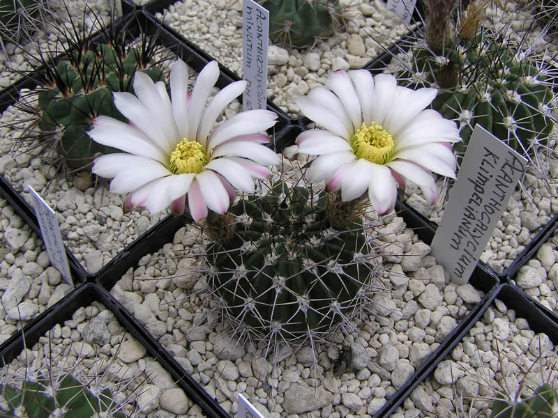 Acanthocalycium peitscherianum