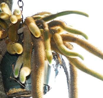 Aporocactus leptophis