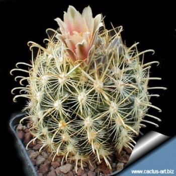 Ancistrocactus megarhizus