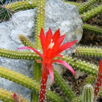 Aporocactus conzattii