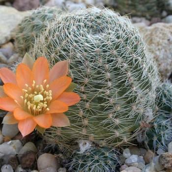Acantholobivia haagei