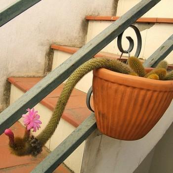 Akersia roseiflora