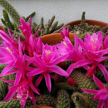 Aporocactus flagelliformis