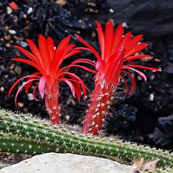 Aporocactus martianus