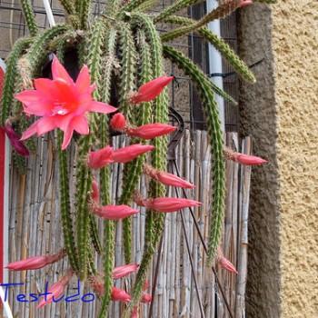 Aporocactus flagriformis