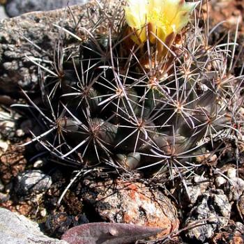 Ancistrocactus tobuschii