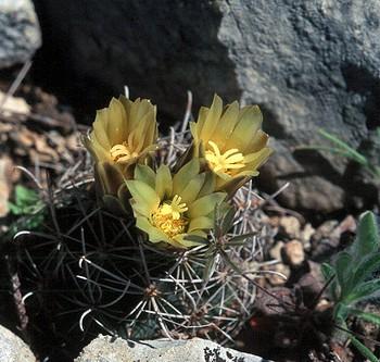 Ancistrocactus brevihamatus