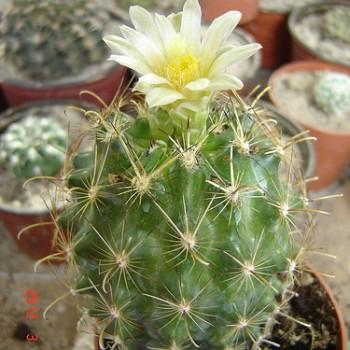 Ancistrocactus scheeri