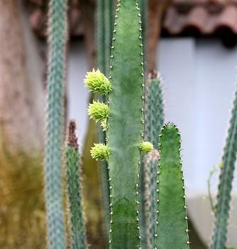 Anisocereus gaumeri