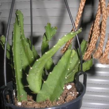 Acanthorhipsalis monacantha
