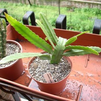 Acanthorhipsalis incahuasiana
