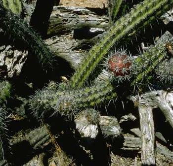 Acanthocereus colombianus