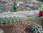 Acanthocereus baxaniensis