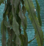 Acanthorhipsalis houlletiana