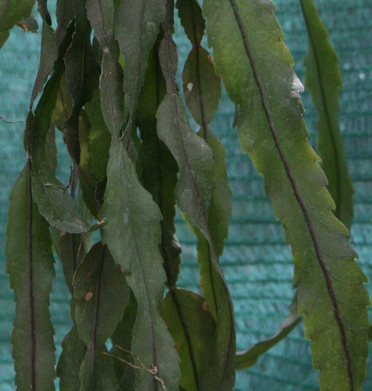 Acanthorhipsalis houlletiana